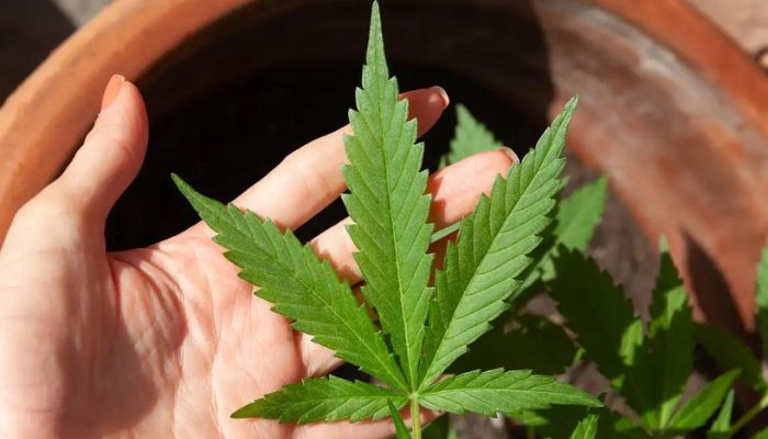 STJ convoca audiência pública sobre plantio de maconha para remédios